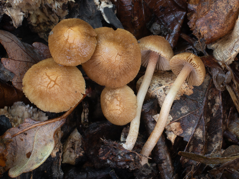 Inocybe hirtella